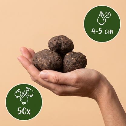 Winterling – Eranthis cilicica online kaufen | 50 bis 200 Knollen, goldgelb &amp; sehr früh – Wurzelwerk Design