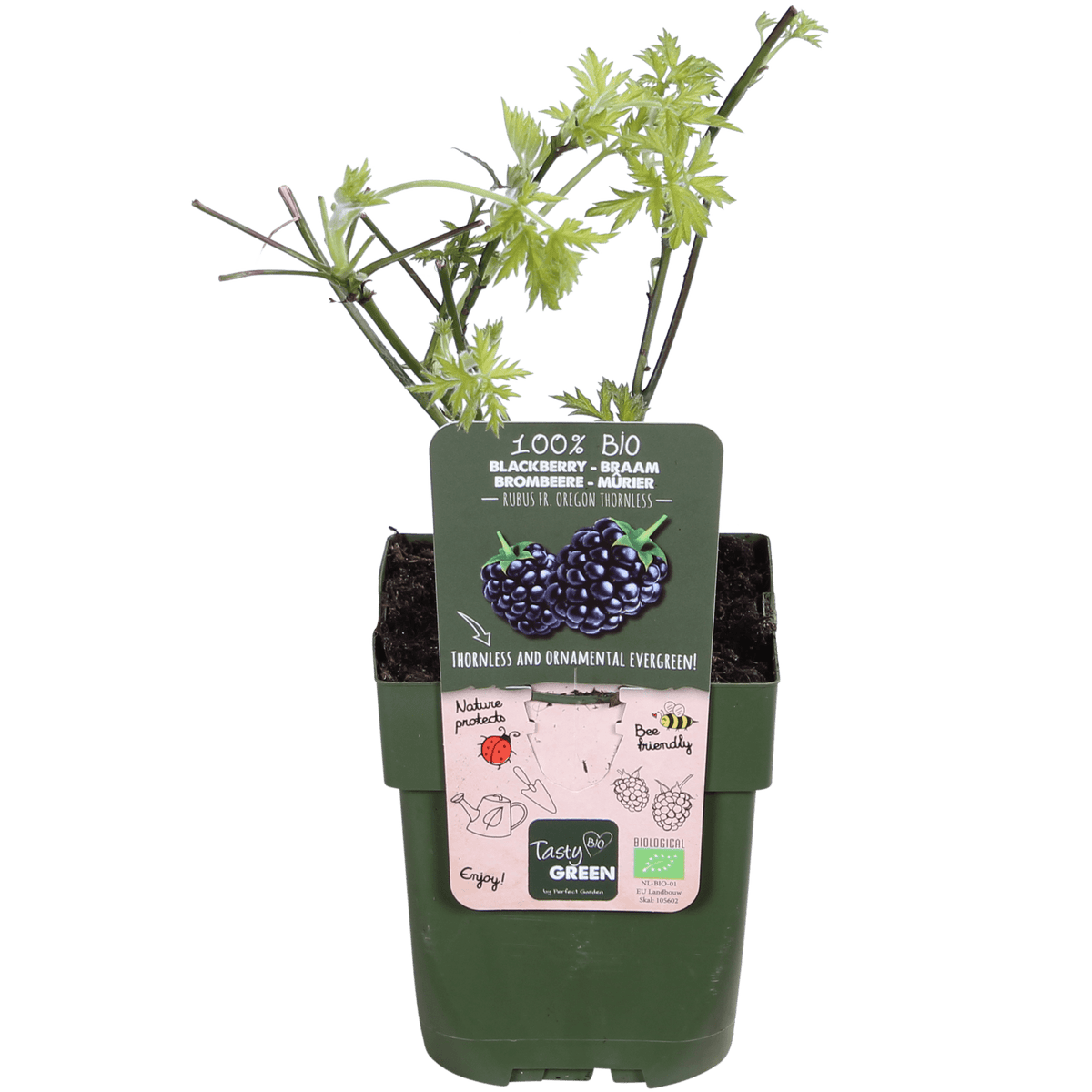 Everspring Dornenlose Brombeere ‘Thornless Evergreen’ in 13 cm Topf, ca. 45 cm hoch, grüne Blätter und reife Beeren sichtbar