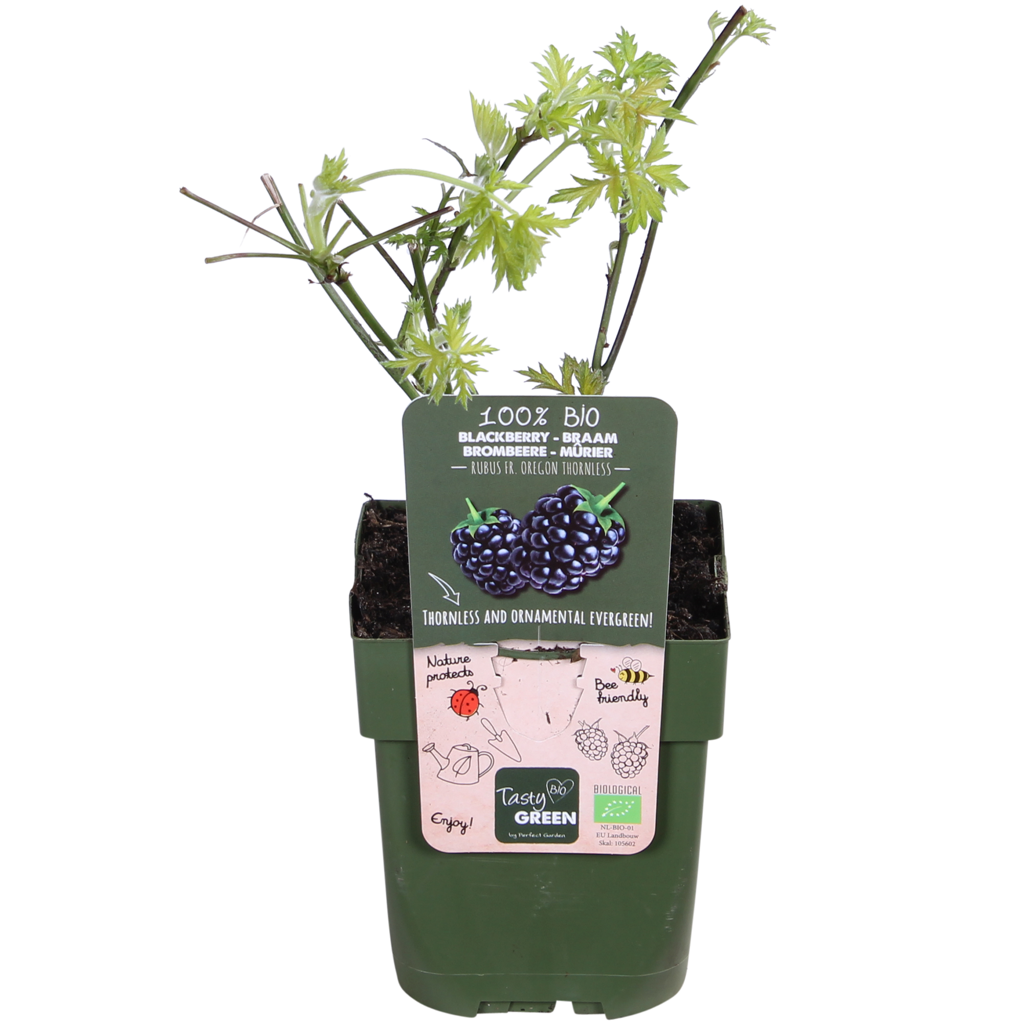 Dornenlose Brombeere &