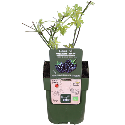 Dornenlose Brombeere &