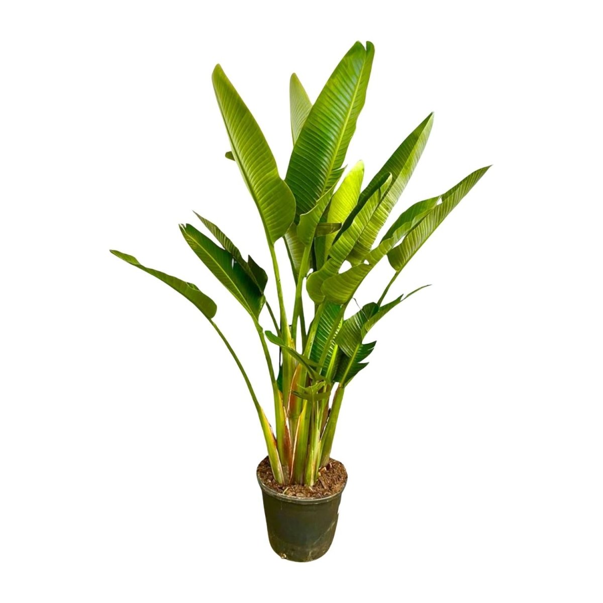 Strelitzia Augusta XL - XXXL – Exotischer Weißer Paradiesvogel - Wurzelwerk Design