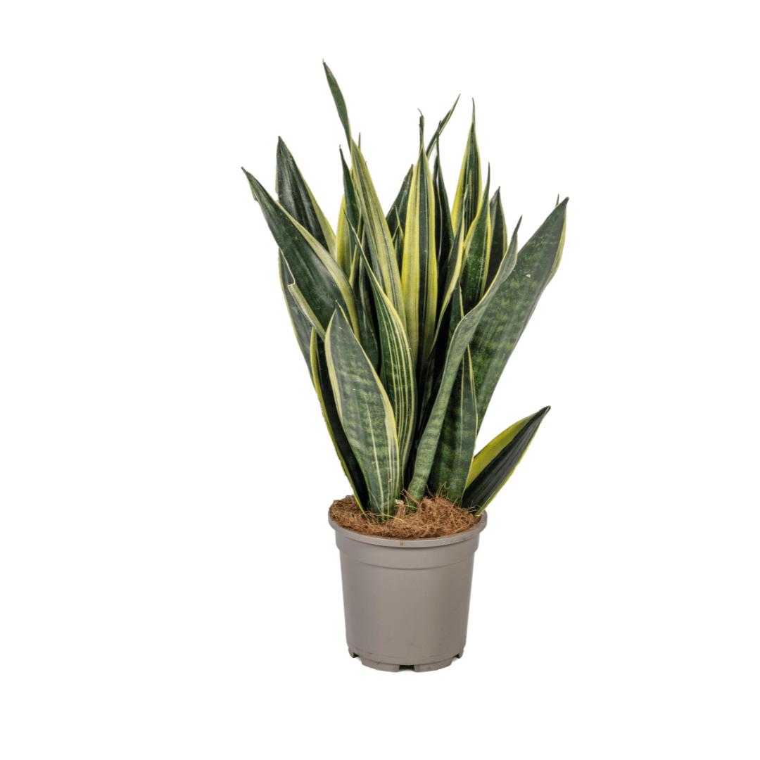 Sansevieria trifasciata – Pflegeleichte Zimmerpflanze - Wurzelwerk Design