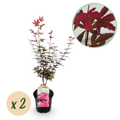 Japanischer Ahorn Skeetsers Broom in Lila, 2 Pflanzen, laubabwerfend, Topf 19cm, Höhe 70cm, Everspring.