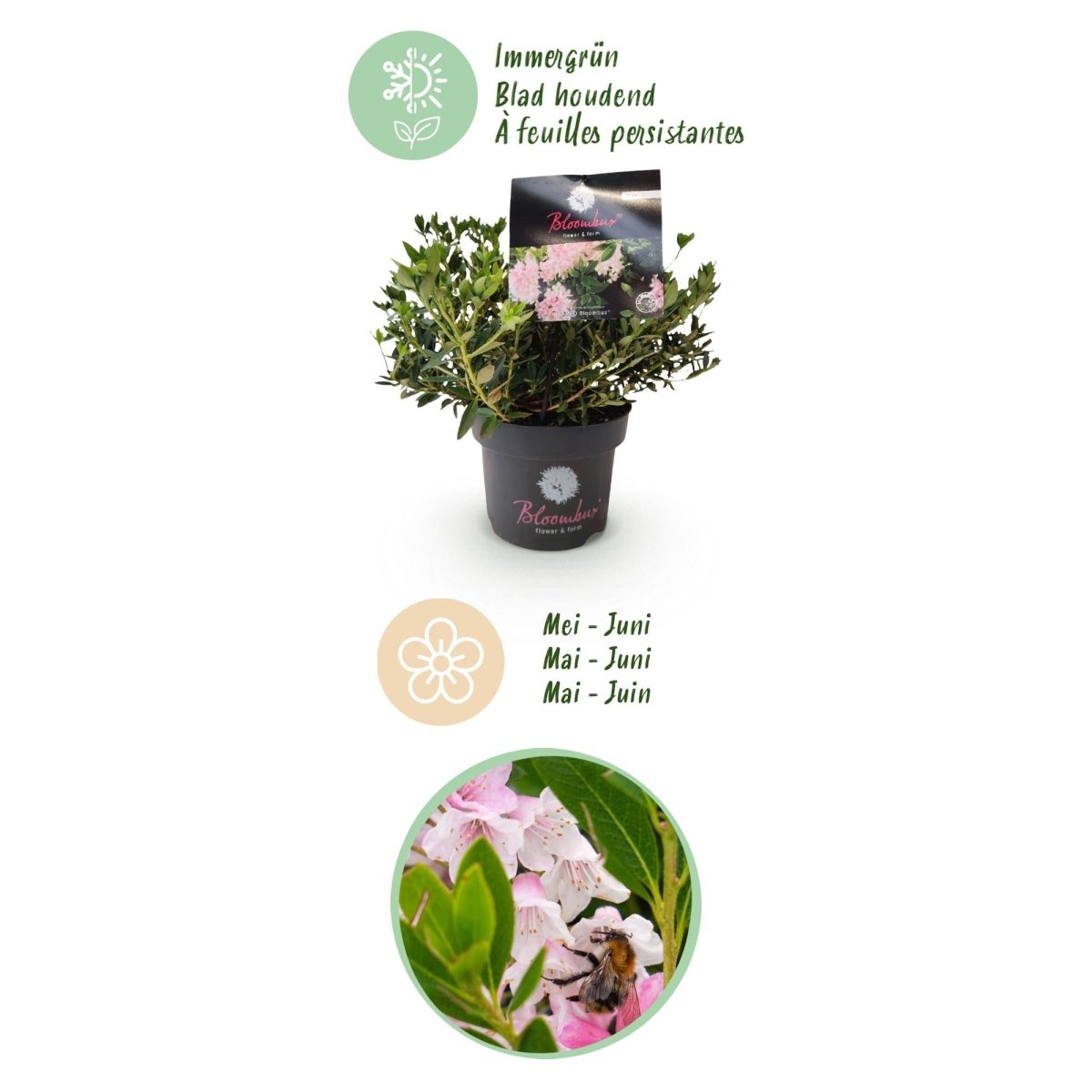 Rhododendron Bloombux Light Pink kaufen | Topf Ø 17 cm, Höhe 30–40 cm - Wurzelwerk Design