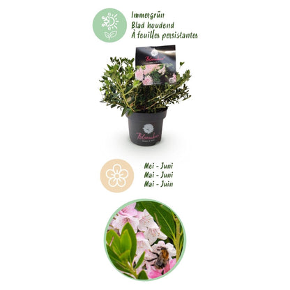 Rhododendron Bloombux Light Pink kaufen | Topf Ø 17 cm, Höhe 30–40 cm - Wurzelwerk Design