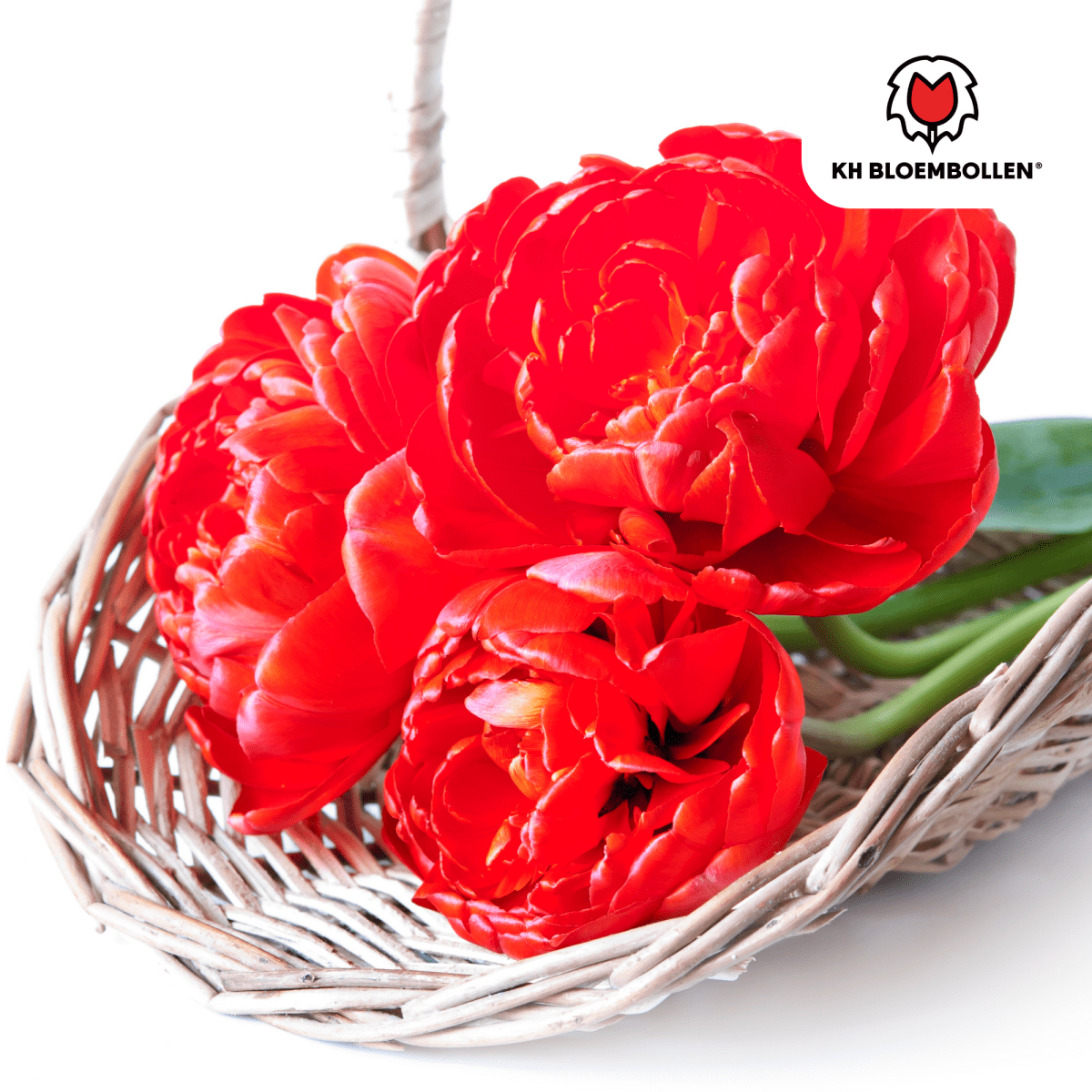 Gefüllte tiefrote Tulpenzwiebeln Bombastic Red von Everspring, 20er-Pack, für bunte Frühlingsblumen im Garten