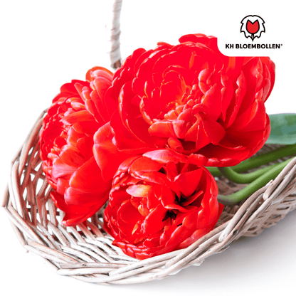 Gefüllte tiefrote Tulpenzwiebeln Bombastic Red von Everspring, 20er-Pack, für bunte Frühlingsblumen im Garten