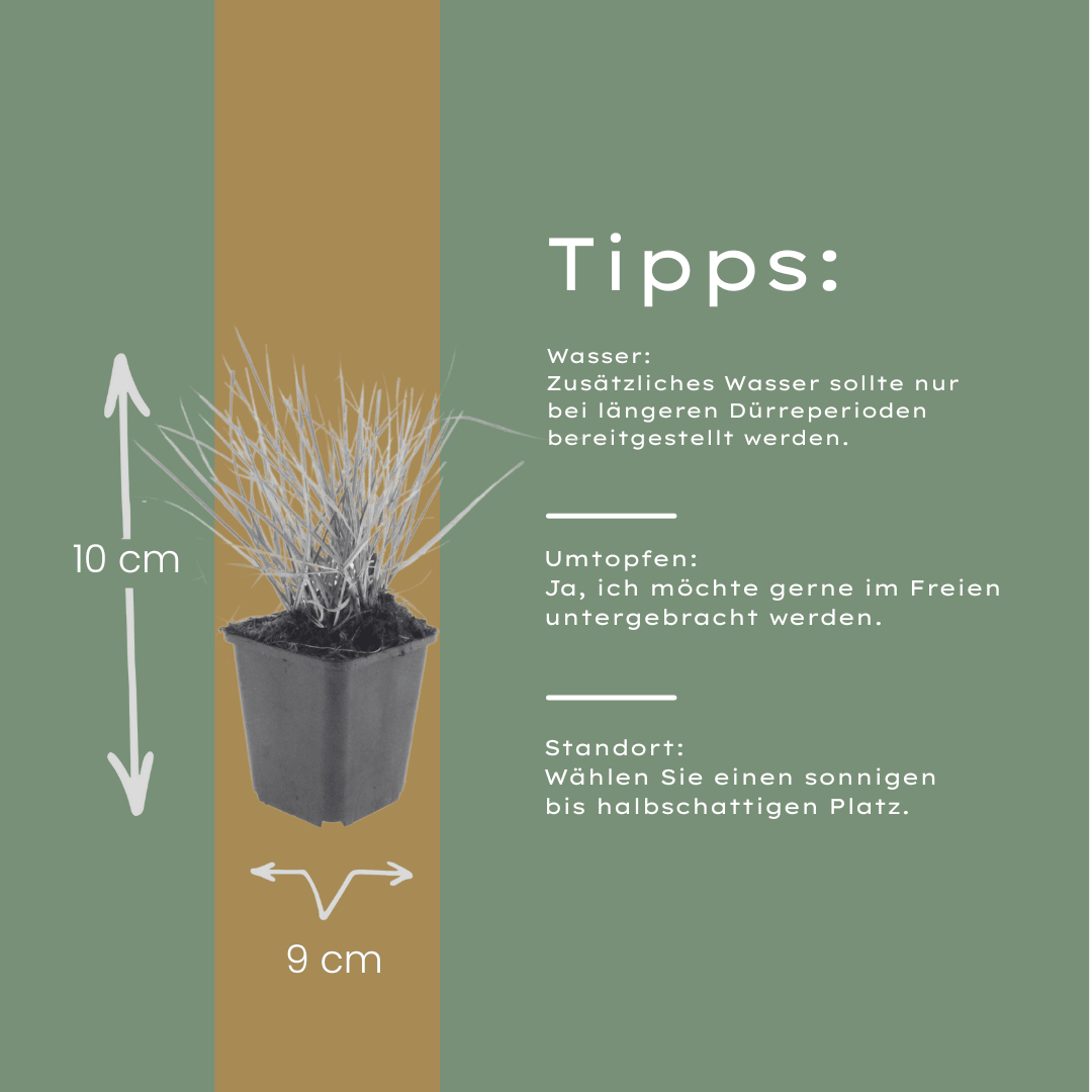 Sechsmal Sesleria autumnalis Pflanze von Everspring, Höhe 10-25 cm, Durchmesser 9 cm, grüne Ziergras im Topf.