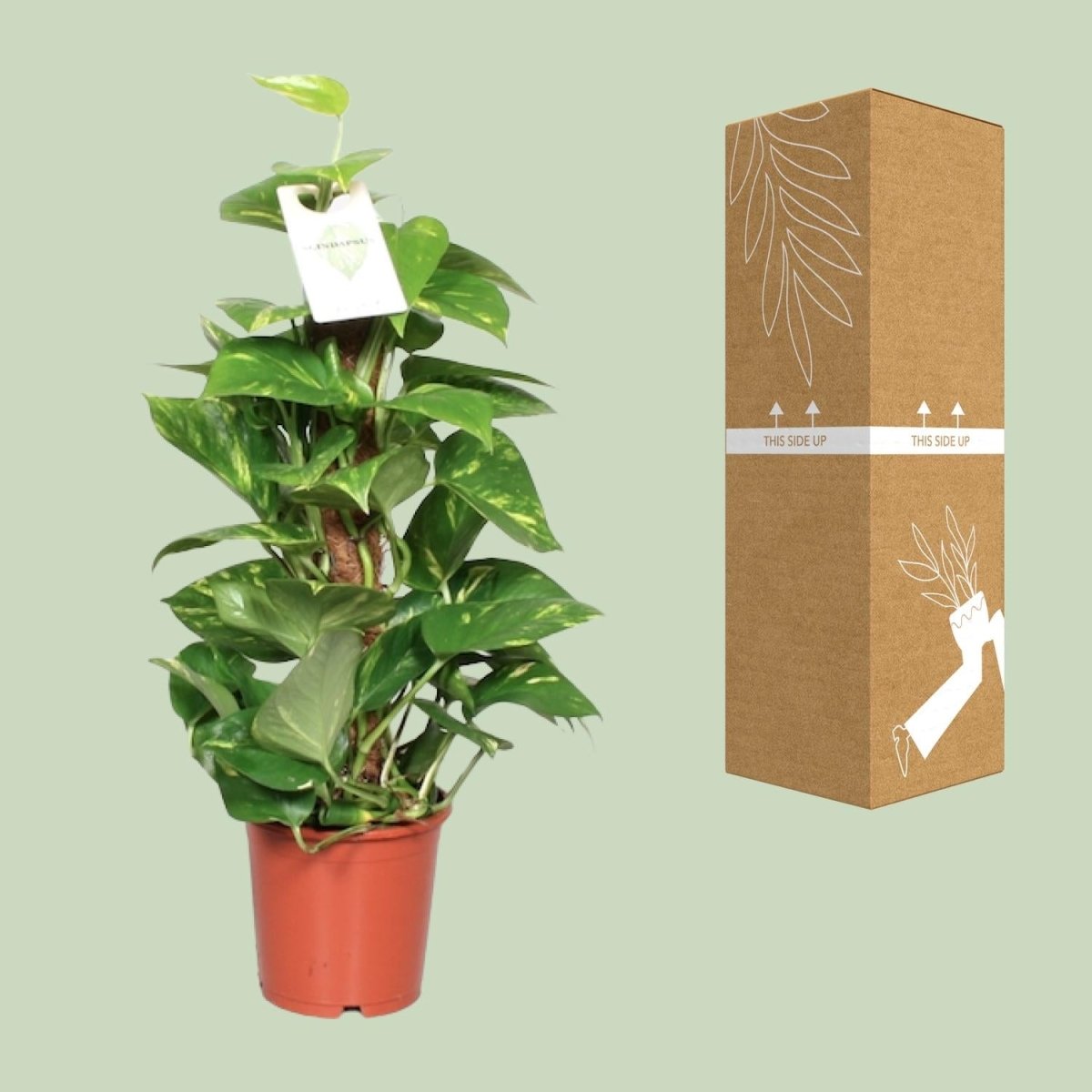 Epipremnum Pinnatum Mosstok 60cm Scindapsus - Ø15cm - ↕60cm - Wurzelwerk Design