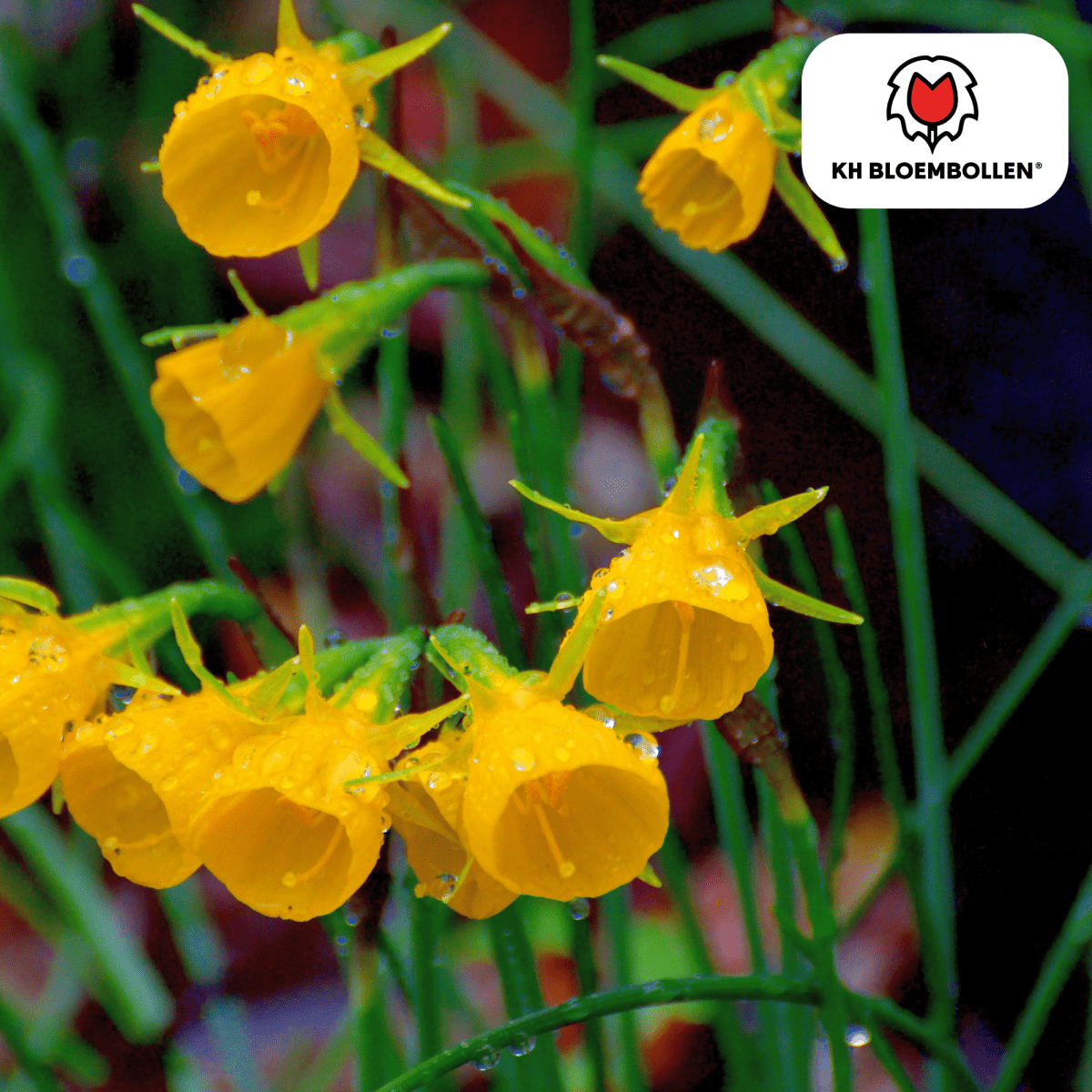 Narzissen Golden Bells – 25 Stück | Glöckchenform &amp; bienenfreundlich - Wurzelwerk Design