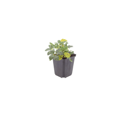 Sechs Everspring Helleborus orientalis Pflanzen, 10-25cm hoch, mit weißen Blüten und grünem Laub, im Topf mit Durchmesser 9cm