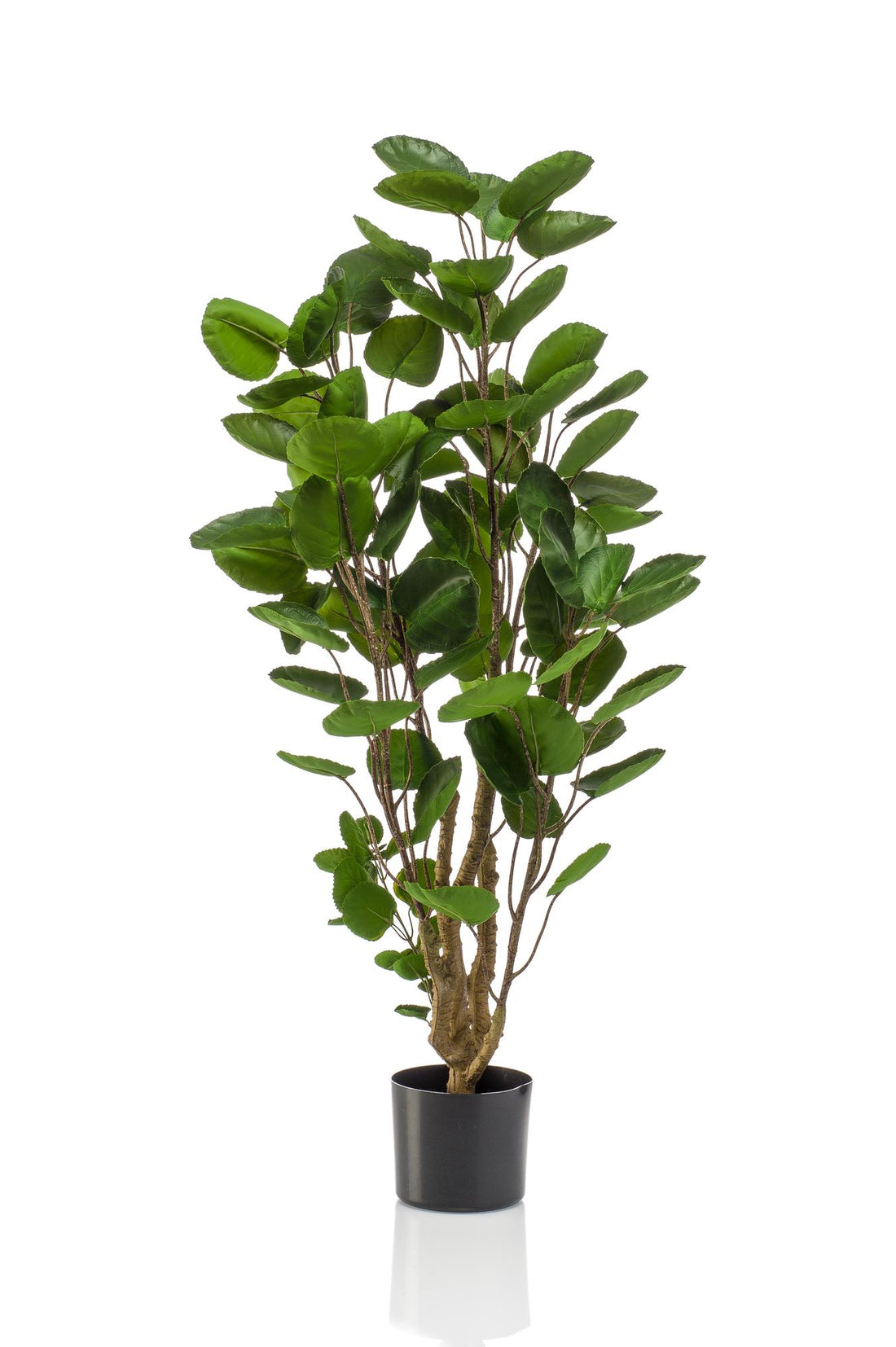 Kunstpflanze Polyscias Aralia, Everspring, 105-150 cm hohe, grüne Zimmerpflanze mit detailreichen Blättern