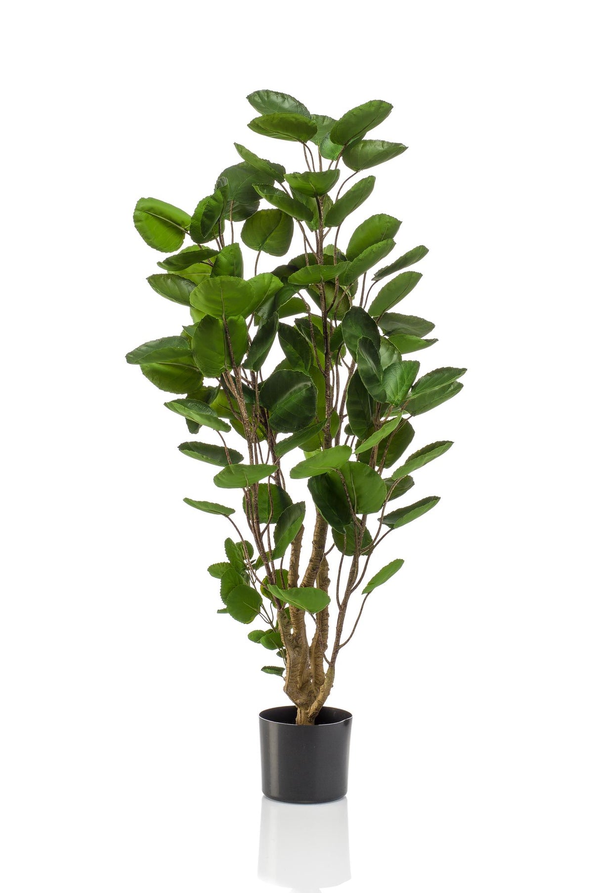 Kunstpflanze Polyscias Aralia, Everspring, 105-150 cm hohe, grüne Zimmerpflanze mit detailreichen Blättern