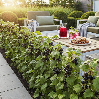 Ribes Jostabes - Winterhart - 3 Pflanzen - Topf 9 cm - Schwarze Johannisbeere – Gartenpflanze im Topf, ideal für Beet, Balkon oder Terrasse