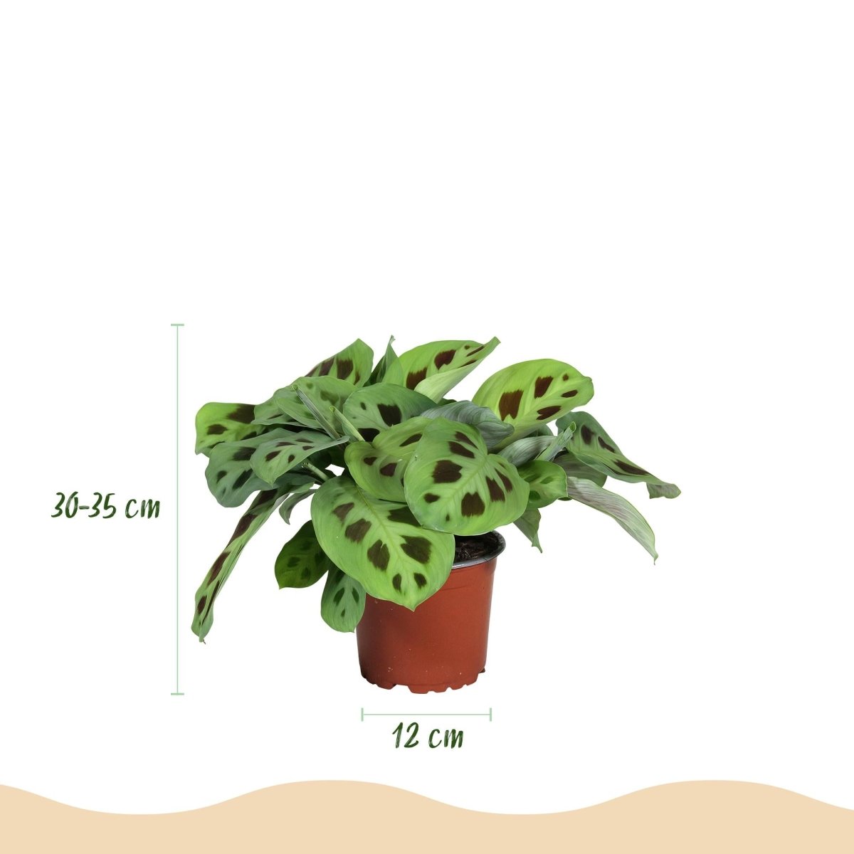 Maranta Kerchoveana kaufen | Zebrapflanze – Topf Ø 12 cm, Höhe 25 cm - Wurzelwerk Design