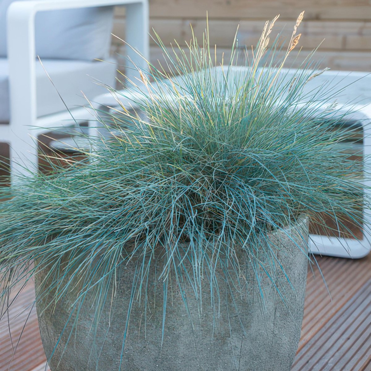 24x Festuca glauca ‘Elijah Bleu’ – Blauschwingel für Beete, Steingärten &amp; Rabatten – Höhe 10–25 cm – Ø 9 cm - Wurzelwerk Design