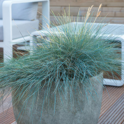 24x Festuca glauca ‘Elijah Bleu’ – Blauschwingel für Beete, Steingärten &amp; Rabatten – Höhe 10–25 cm – Ø 9 cm - Wurzelwerk Design