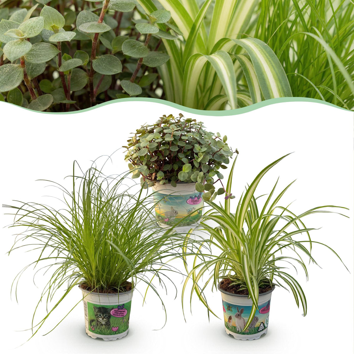 Drei Zimmerpflanzen in einem 12cm Topf, inklusive Cyperus, Calissia und Chlorophytum, haustierfreundlich, Höhe ca. 20cm