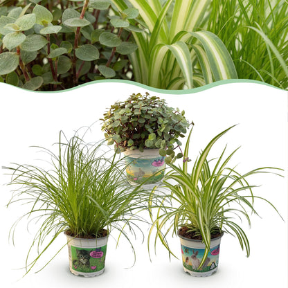 Drei Zimmerpflanzen in einem 12cm Topf, inklusive Cyperus, Calissia und Chlorophytum, haustierfreundlich, Höhe ca. 20cm