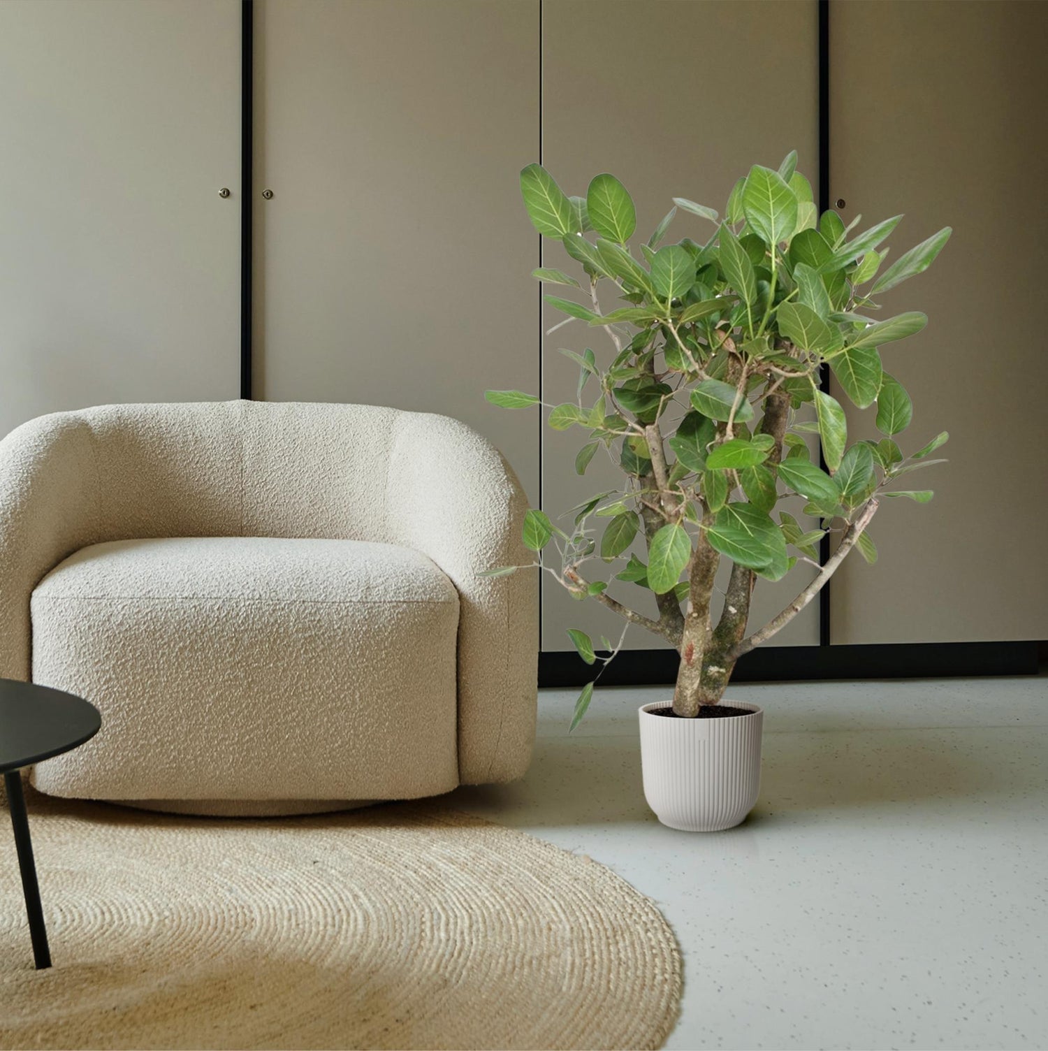 Ficus Benghalensis verzweigt 140 - 200cm – Exotische Zimmerpflanze