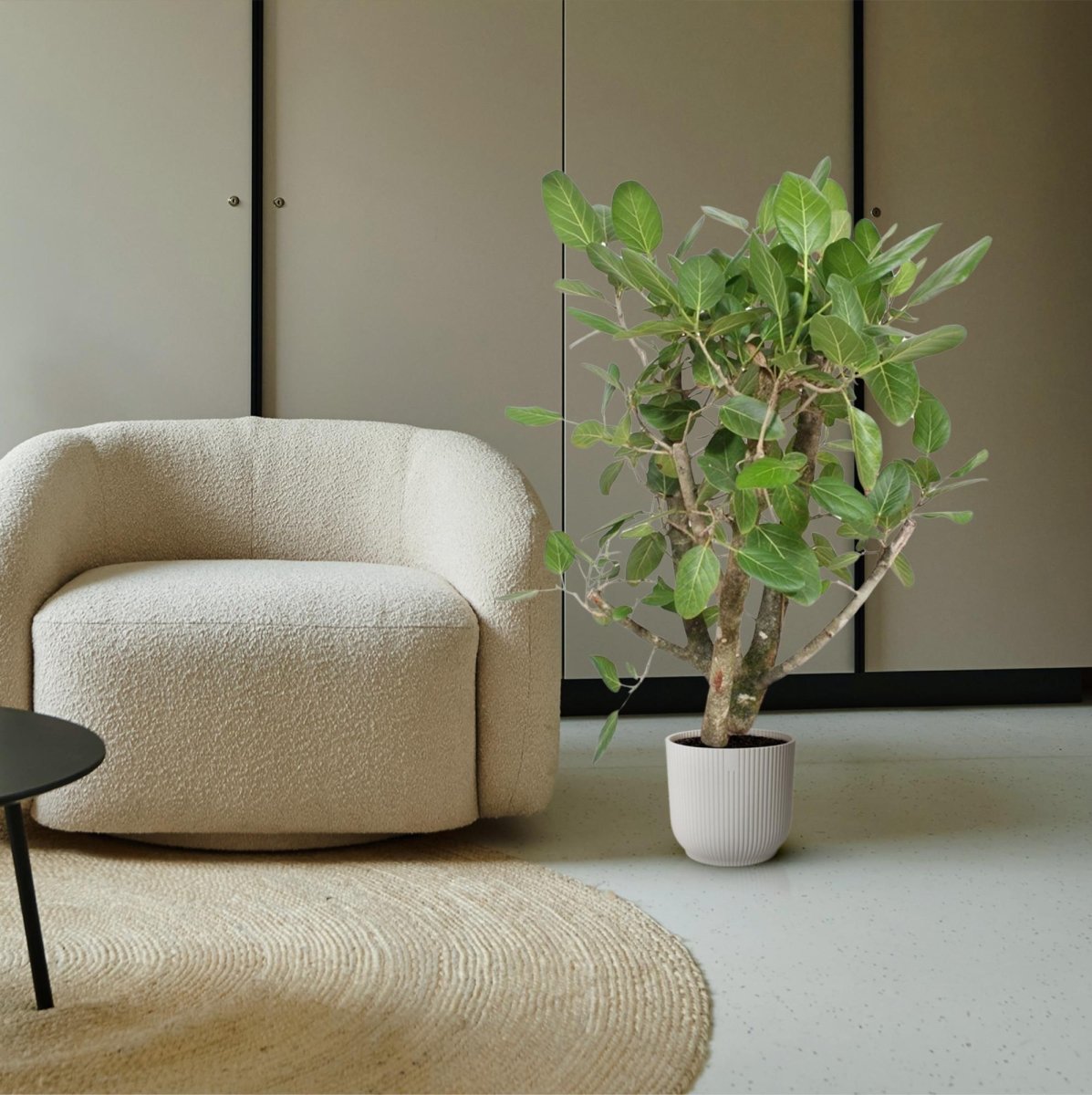 Ficus Benghalensis verzweigt 140 - 200cm – Exotische Zimmerpflanze - Wurzelwerk Design