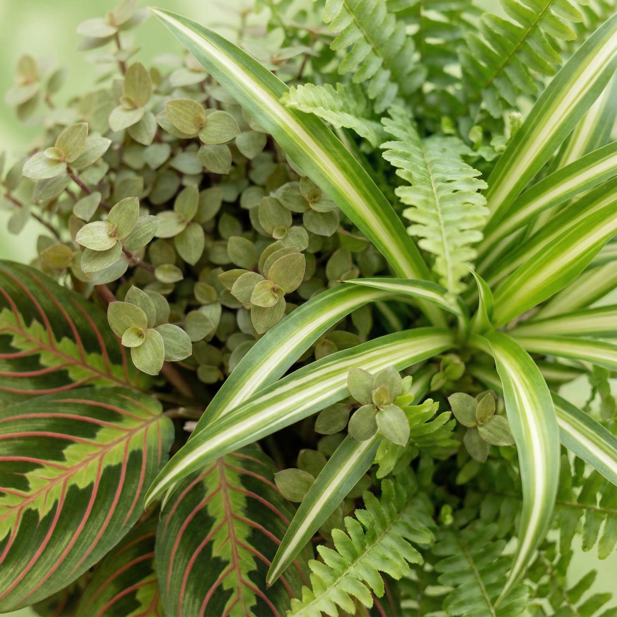 Vier Zimmerpflanzen im weißen, grauen oder Korb - Chlorophytum, Maranta, Calissia, Nephrolepsis, Höhe 25cm, von Everspring