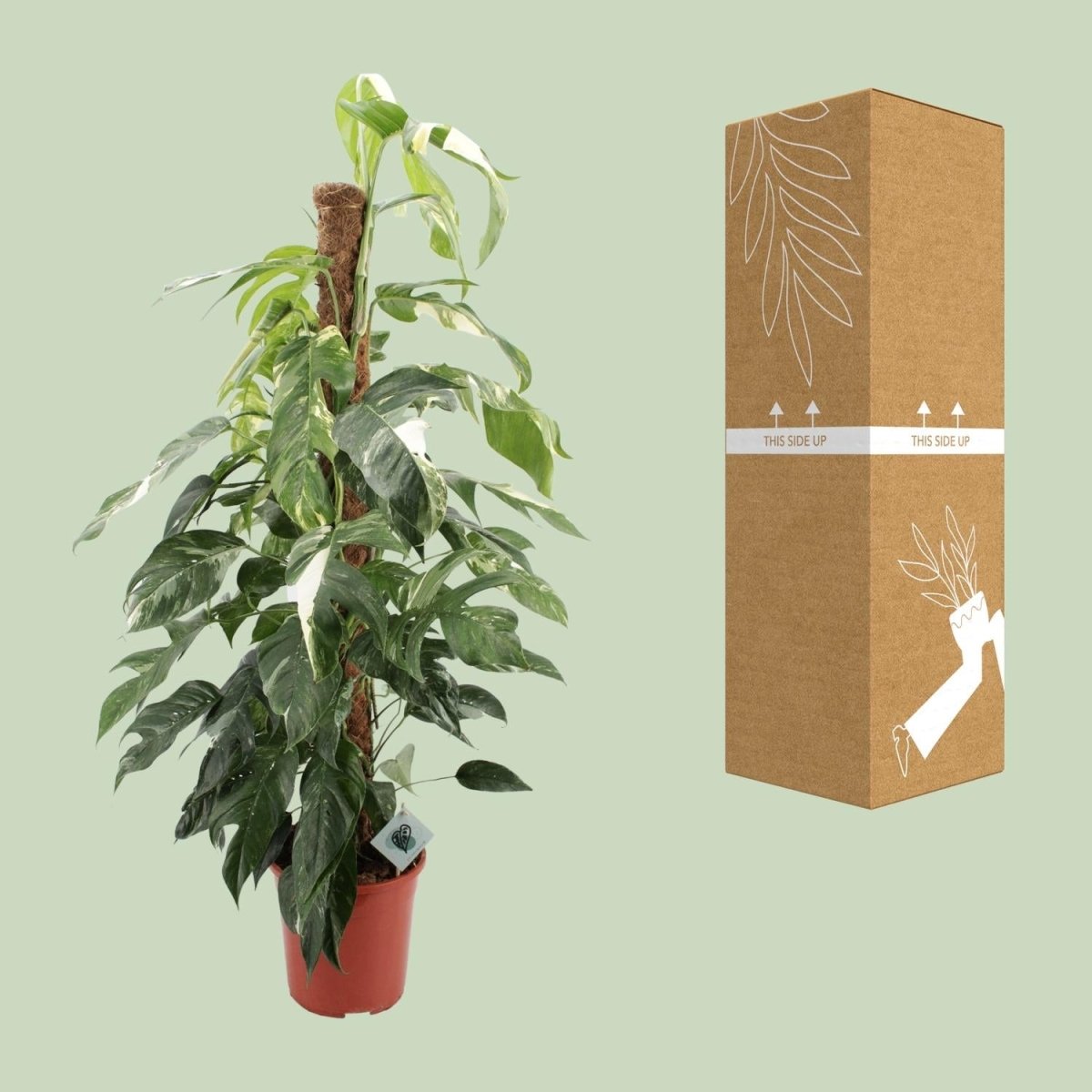 Epipremnum Pinnatum Albo Variegata - Ø24cm - ↕125cm - Wurzelwerk Design