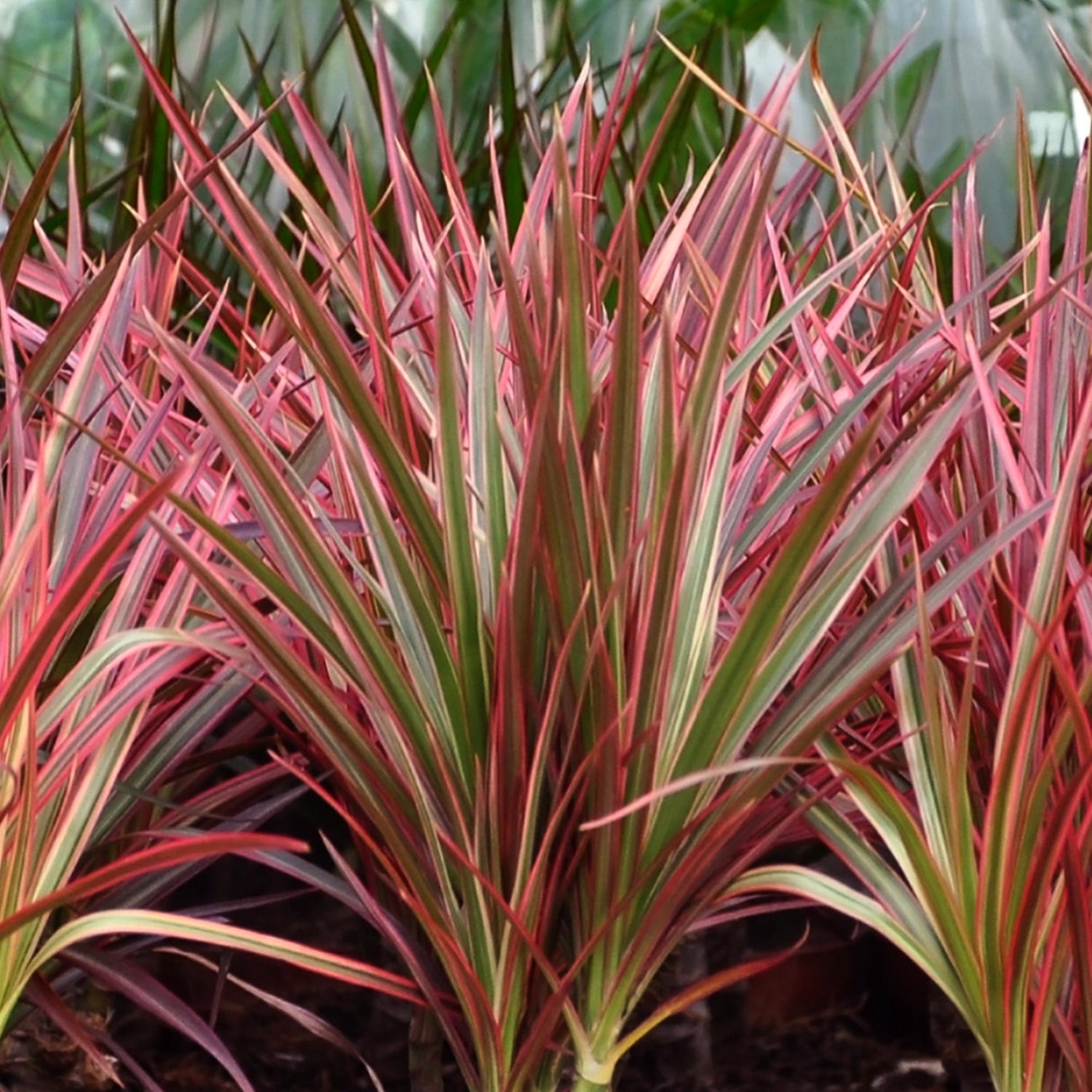 Everspring Dracaena Magenta im Korb, Zimmerpflanze in verschiedenen Größen, grüne Blätter und stilvoller Topf sichtbar