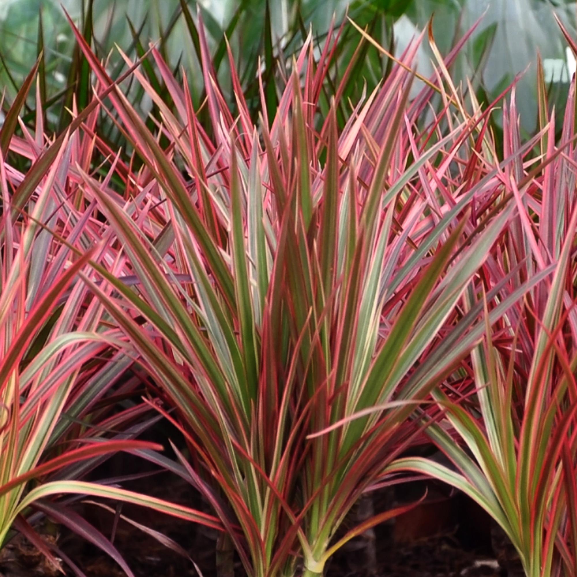 Everspring Dracaena Magenta im Korb, Zimmerpflanze in verschiedenen Größen, grüne Blätter und stilvoller Topf sichtbar