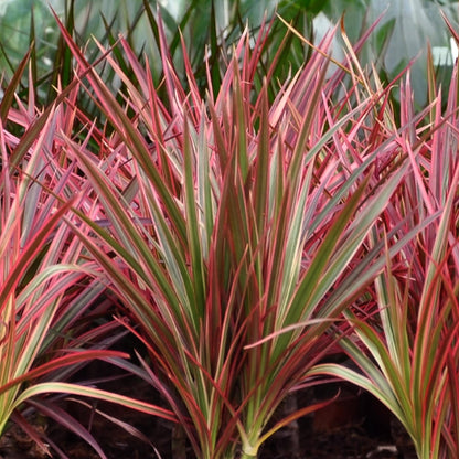 Everspring Dracaena Magenta im Korb, Zimmerpflanze in verschiedenen Größen, grüne Blätter und stilvoller Topf sichtbar