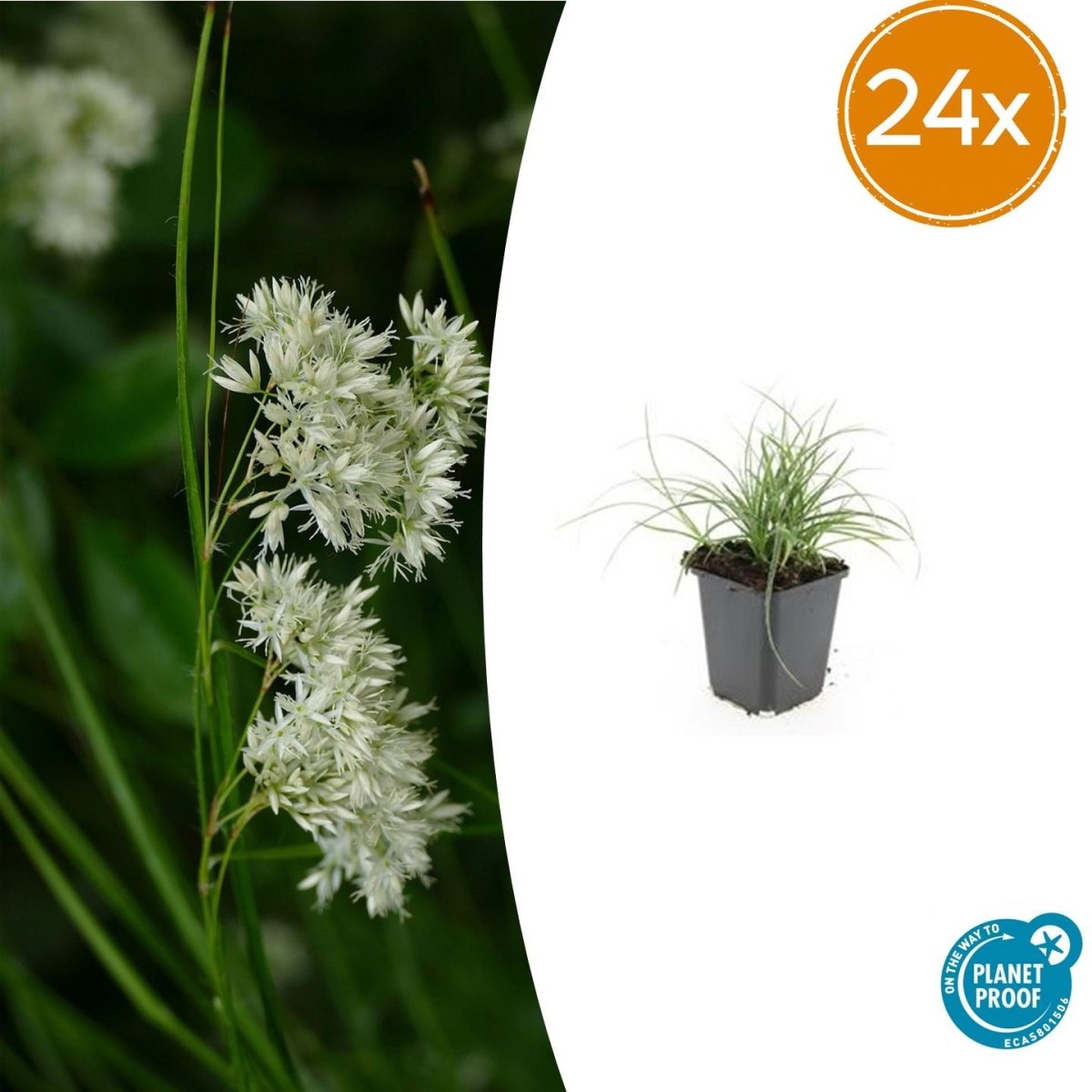 Luzula nivea – 24 Pflanzen Ø 9 cm – Schneemarbel | Wintergrünes Ziergras für Schatten &amp; Halbschatten - Wurzelwerk Design