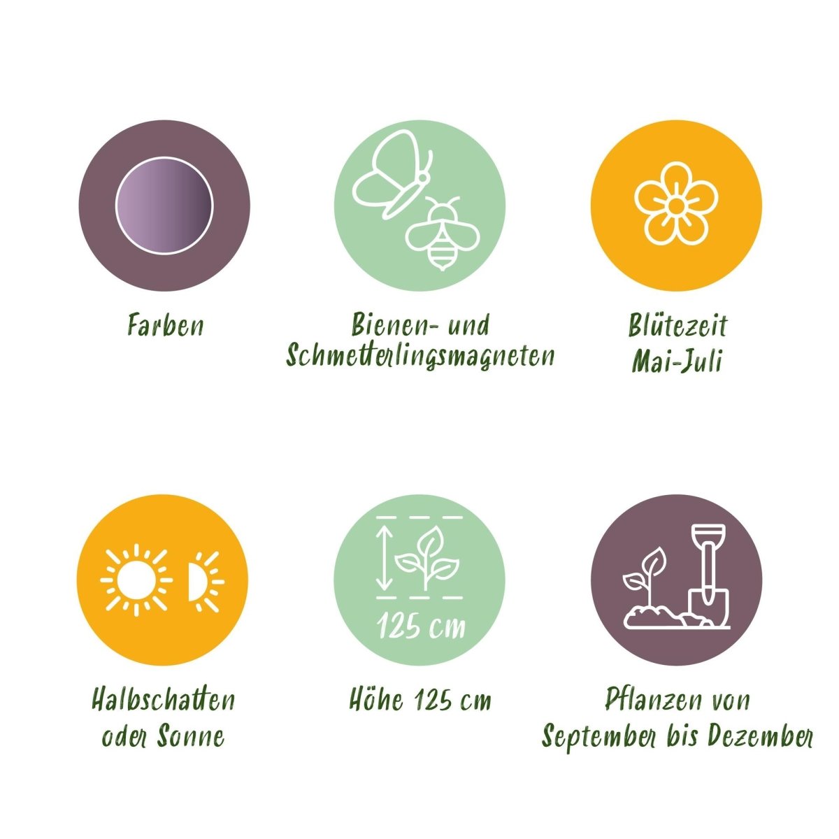 Blumenzwiebeln Allium Gladiator | 5 Stück Lila – Zwiebelgröße 16/18 – XXL Pack - Wurzelwerk Design