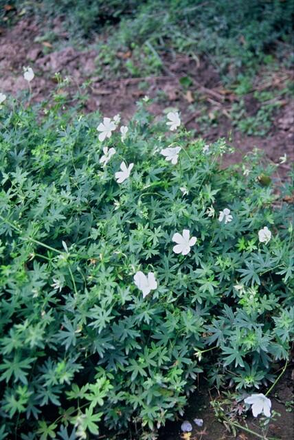 24x Geranium sanguineum ‘Album’ – Weißblühender Storchschnabel – Höhe 10–25 cm – Ø 9 cm Topf - Wurzelwerk Design