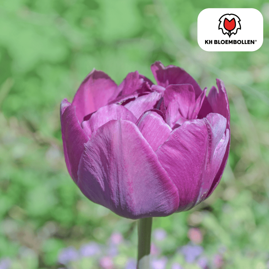 Double Flag Tulpen – 20 Zwiebeln | Gefüllte violette Blüten - Wurzelwerk Design