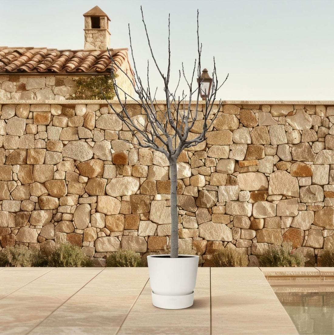 Ficus Carica – Echter Feigenbaum für Garten &amp; Terrasse - Wurzelwerk Design