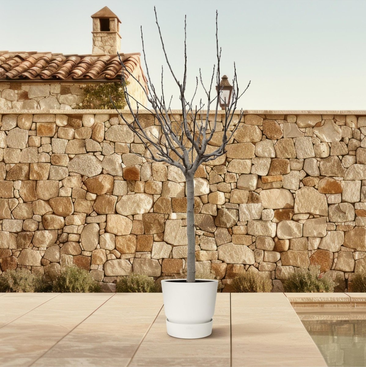 Ficus Carica – Echter Feigenbaum für Garten &amp; Terrasse - Wurzelwerk Design