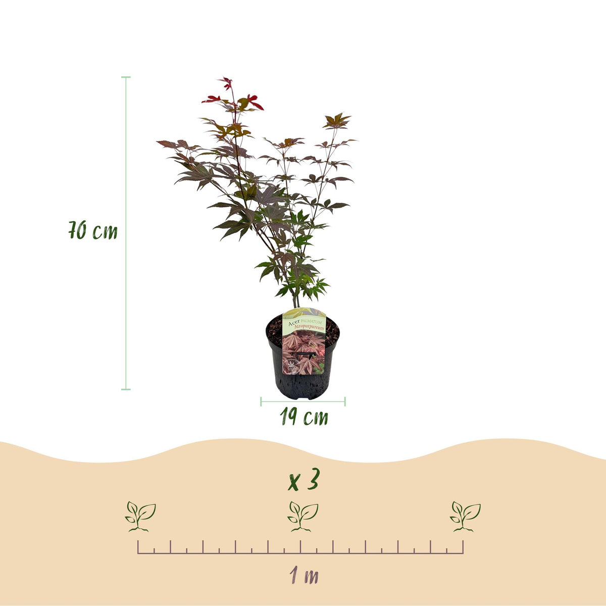 Japanischer Ahorn Atropurpureum in Topf, lila Laubabwerfender Baum, 70cm hoch, 19cm Topf von Everspring.
