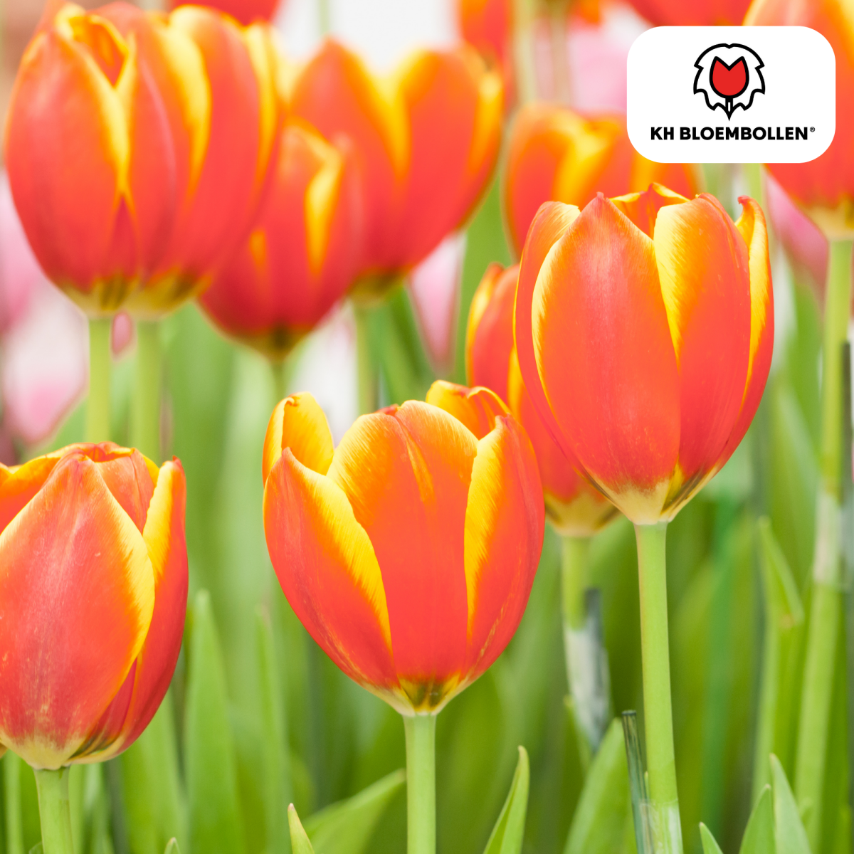 Tulpenzwiebeln Dow Jones | 20er - Pack | Kräftig Rot - Wurzelwerk Design