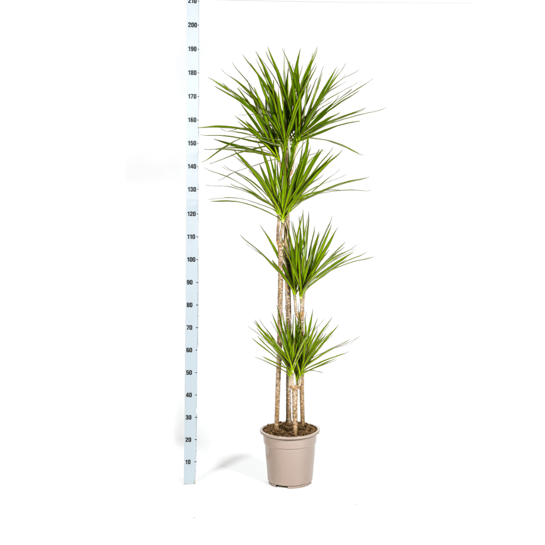 Dracaena Marginata ‘Green’ - Ø 27 cm - 170 - 190 cm - Wurzelwerk Design