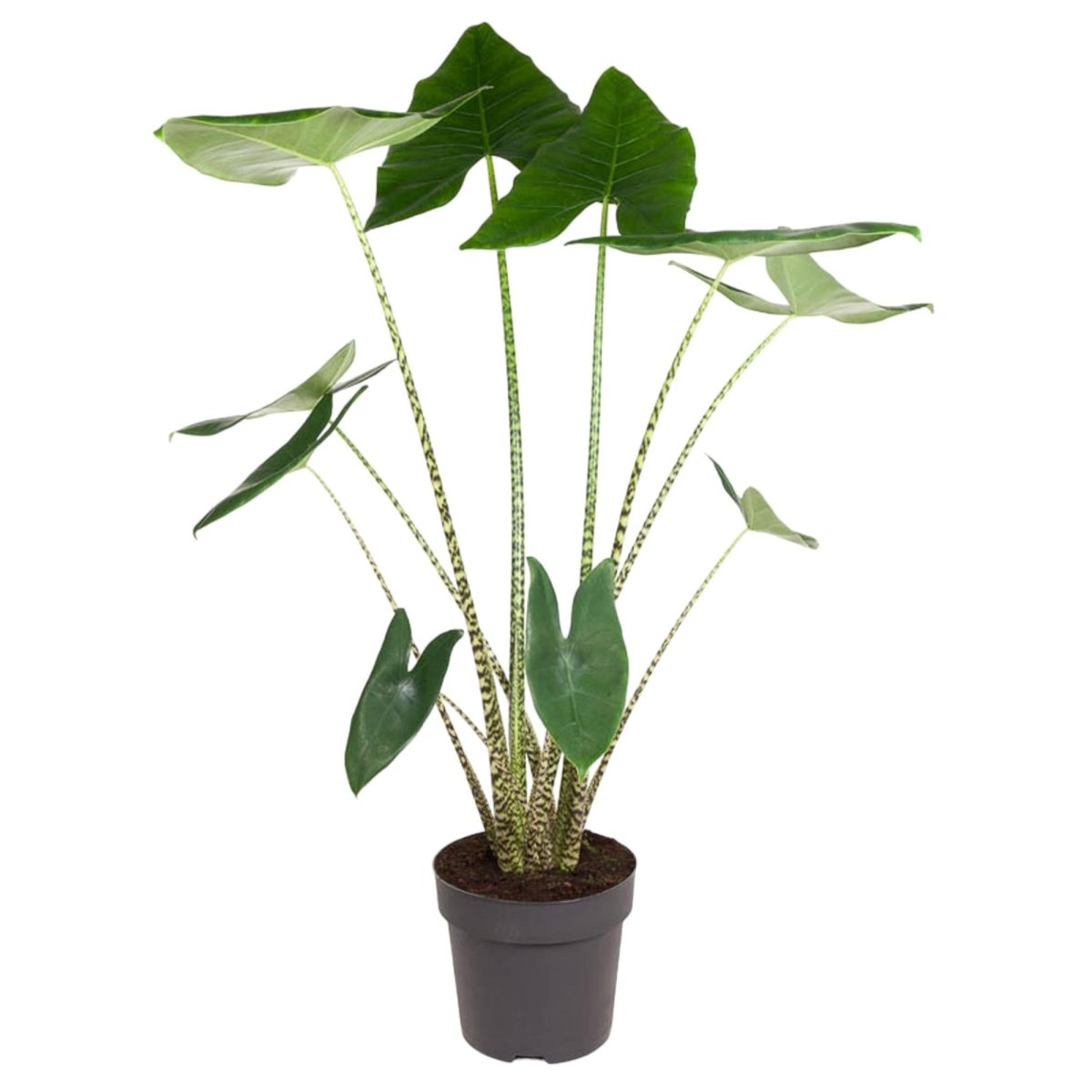Alocasia Zebrina 130 cm – Exotische Zimmerpflanze im XL - Format - Wurzelwerk Design