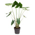 Alocasia Zebrina 130 cm – Exotische Zimmerpflanze im XL - Format - Wurzelwerk Design