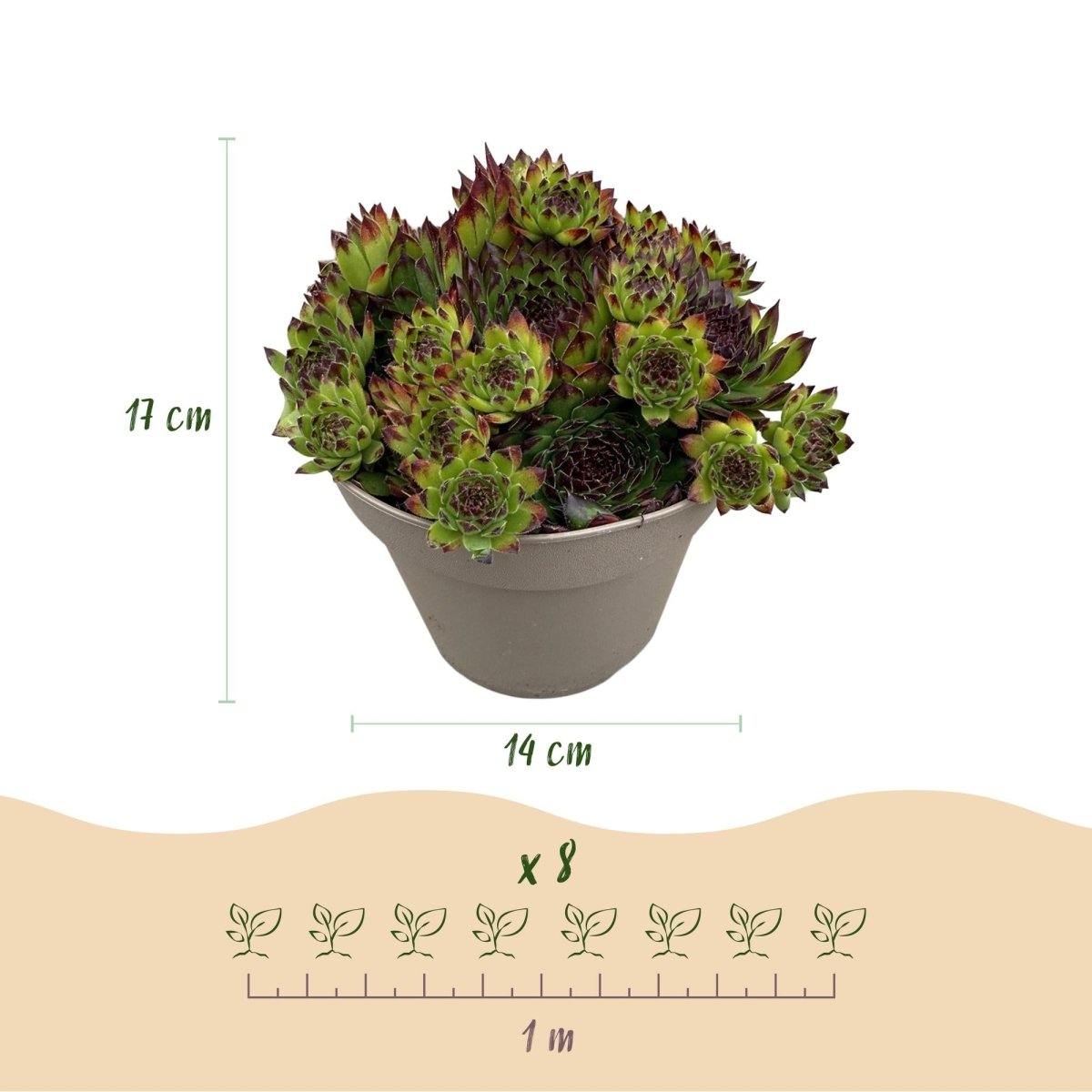 Bodendecker Sempervivum Big Sam | 4 winterharte Pflanzen – Verschiedene Farben – Pflegeleicht - Wurzelwerk Design