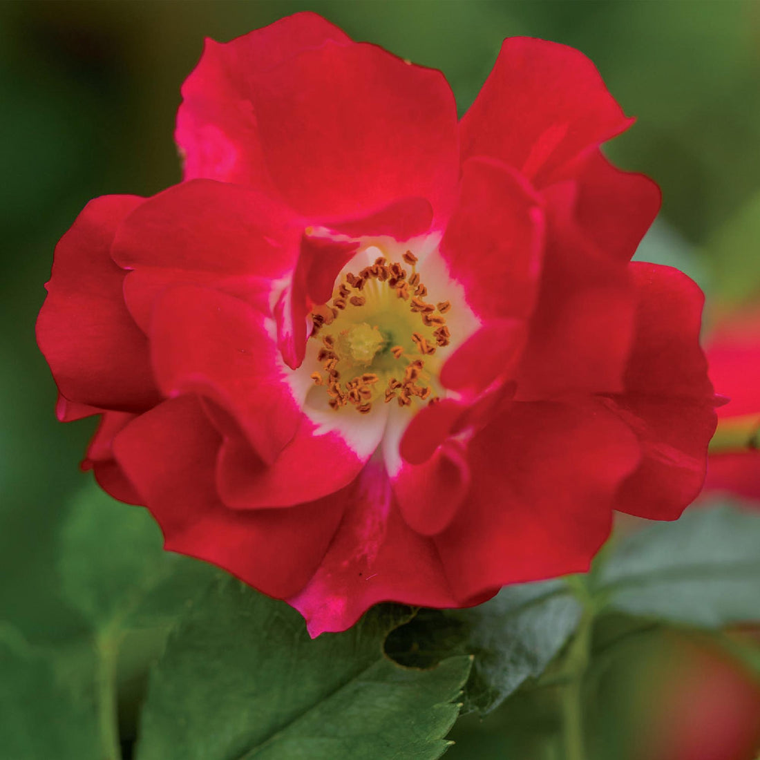 Kletterrose - Rosa Red Queen - Blüte Rot - Geringer Pflegeaufwand - 2 Pflanzen - Topf 11cm Höhe 40cm