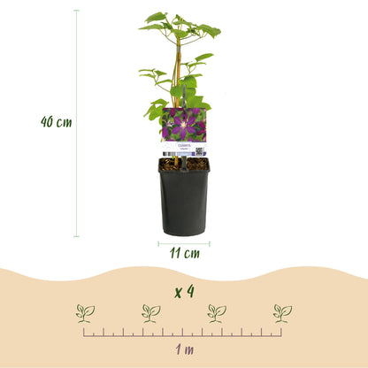 Clematis Mikelite - Blüte Lila - Wenig Pflege - 2 Pflanzen - Topf 11cm Höhe 40cm