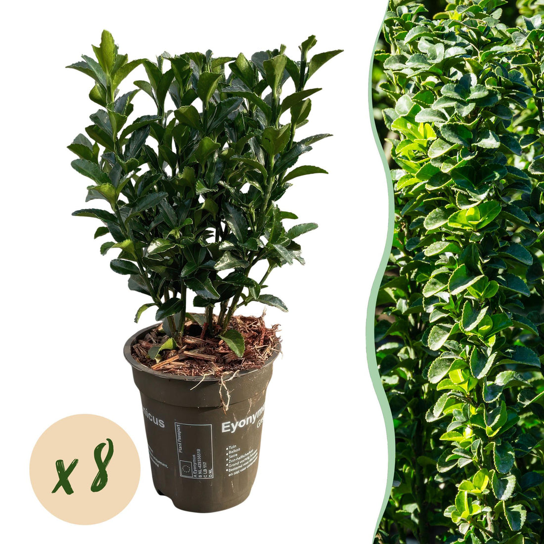 Grüne Heckenpflanzen Euonymus japonica Green Spire von Everspring, 8 Topfpflanzen, immergrün, ca. 20-25cm hoch, 9cm Töpfe