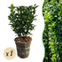 Grüne Heckenpflanzen Euonymus japonica Green Spire von Everspring, 8 Topfpflanzen, immergrün, ca. 20-25cm hoch, 9cm Töpfe