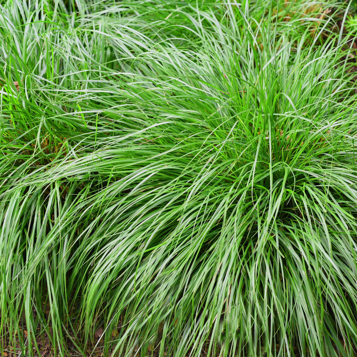 Zwei grüne Carex oshimensis Ziergräser von Everspring in Töpfen, immergrün, pflegeleicht, 17cm Durchmesser, 50cm hoch