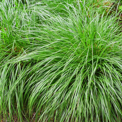 Zwei grüne Carex oshimensis Ziergräser von Everspring in Töpfen, immergrün, pflegeleicht, 17cm Durchmesser, 50cm hoch