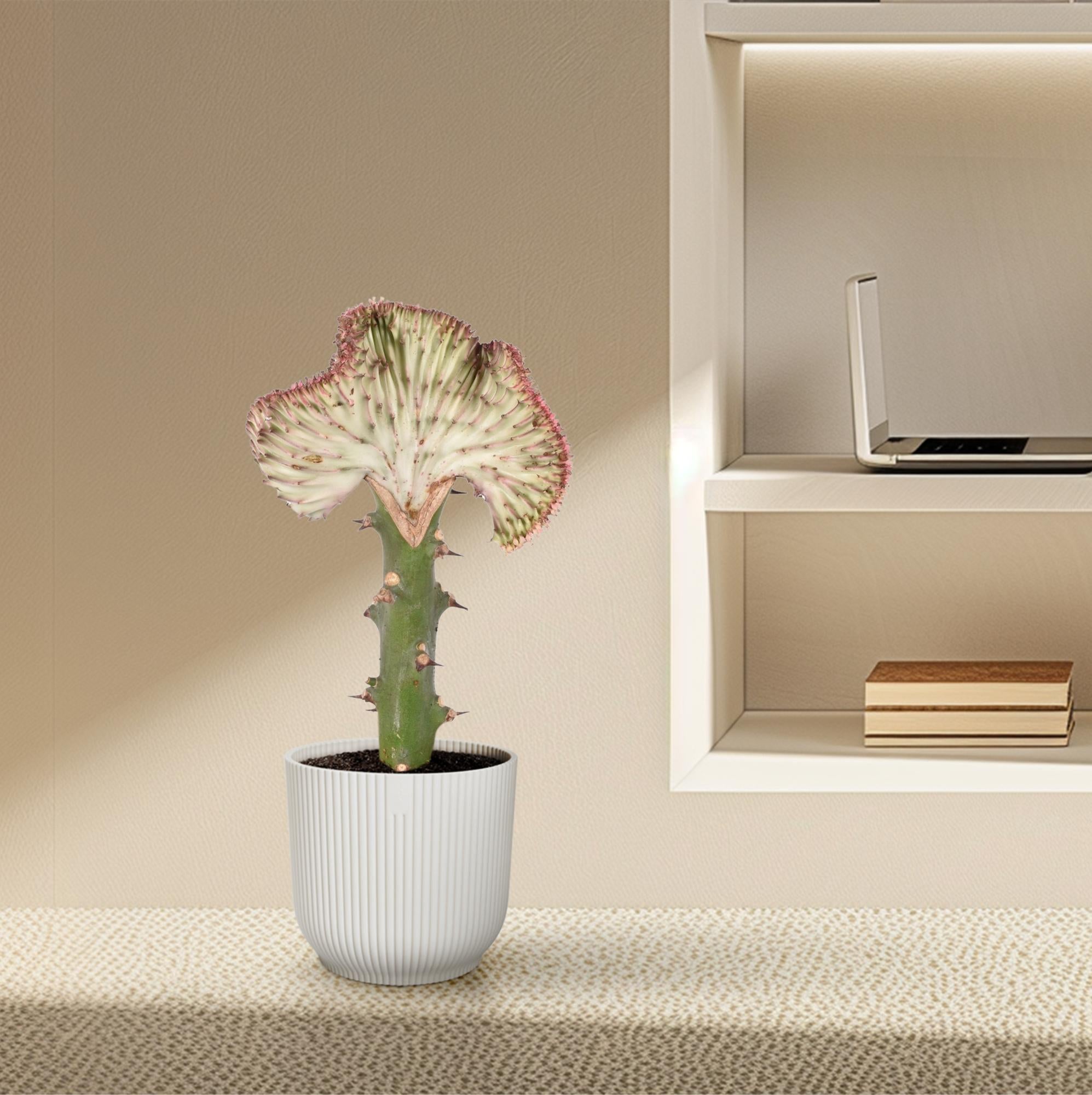 Euphorbia lactea Cristata rot - 35 cm - ø12