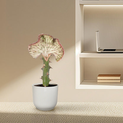 Euphorbia lactea Cristata rot - 35 cm - ø12